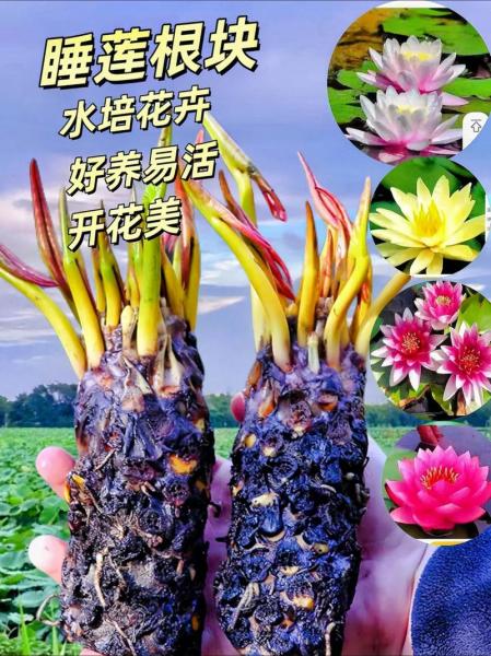 洪荒中混沌青莲分别化成了那六莲和什么