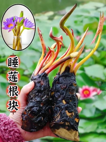 三十六品混沌青莲是谁的宝物?