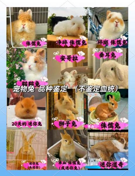 兔子买黑的好还是白的啊?