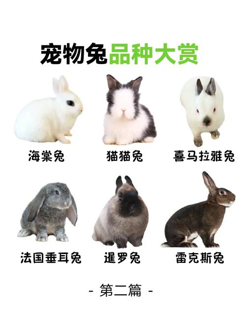 什么品种的兔子比较好养?